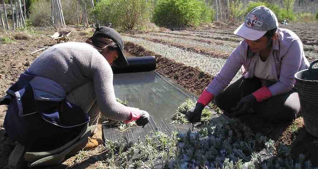 decreto de subvenciones a entidades de mujeres rurales