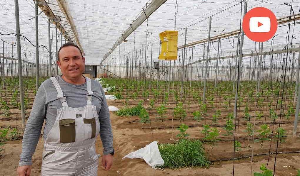 Juan José Rull, agricultor de Unica Group