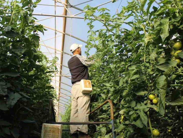 Salario Mínimo interprofesional en el campo