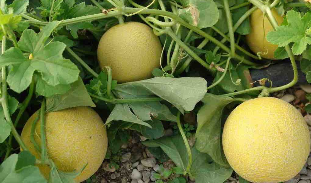 melón, campaña no cortes en verde