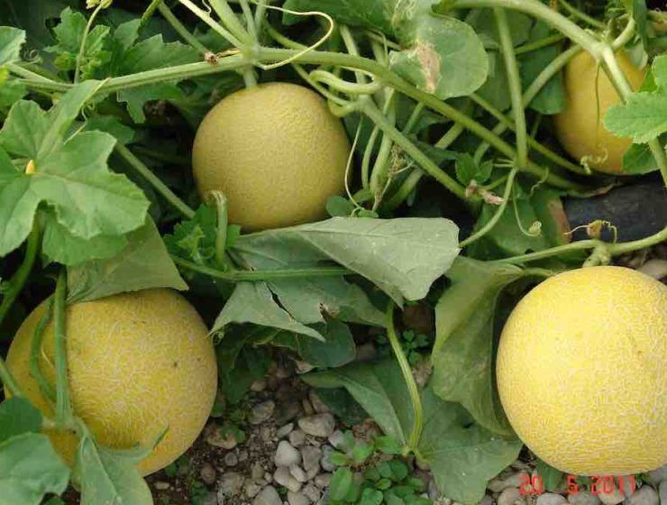 melón, campaña no cortes en verde