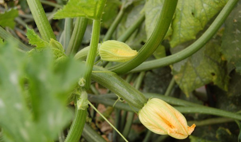 Planta de calabacín