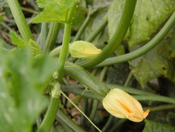 Planta de calabacín