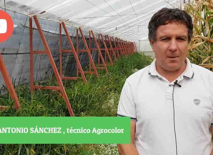 culticonsejo. plantas para control biologico