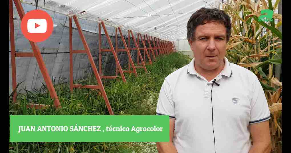 culticonsejo. plantas para control biologico