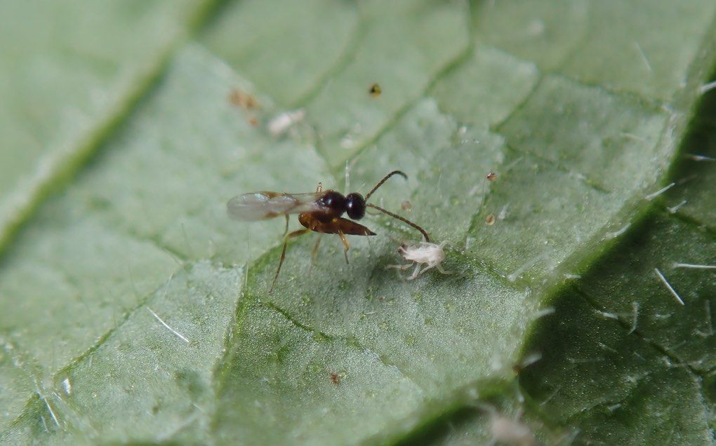 Aphidius Colemani predador de pulgón