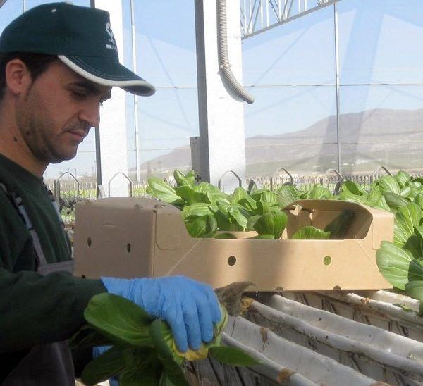 Plan Estratégico de Agricultura de Andalucía