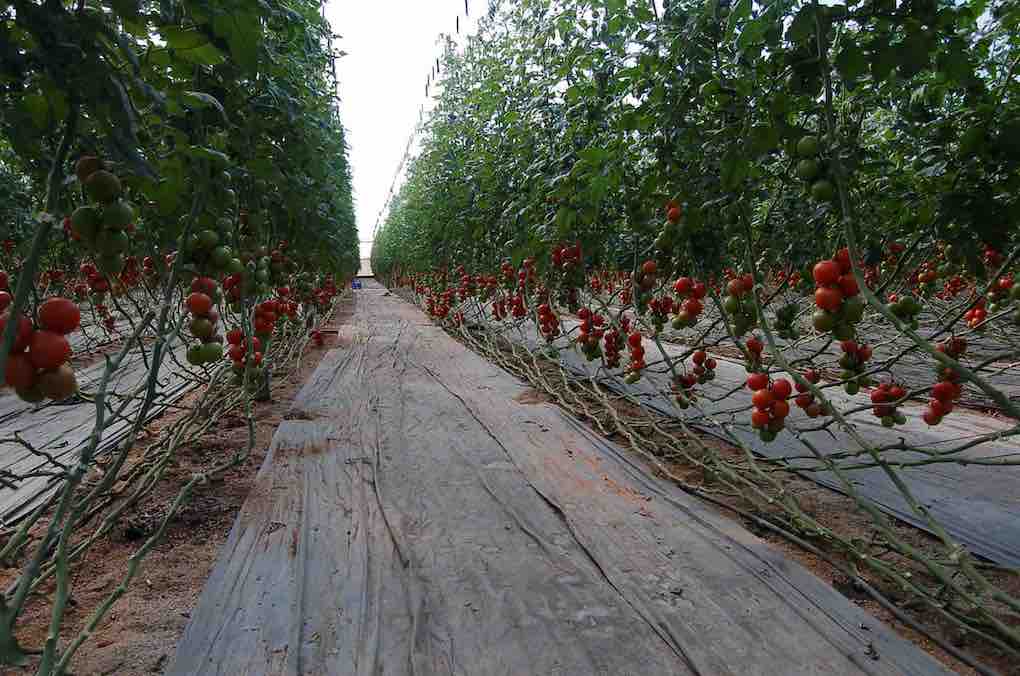 invernadero con tomate