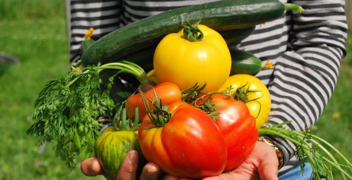 vegetales en la ingesta diaria