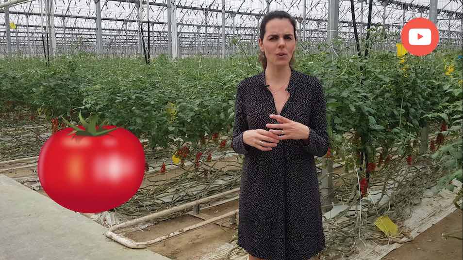 Ana Molina, nutricionista