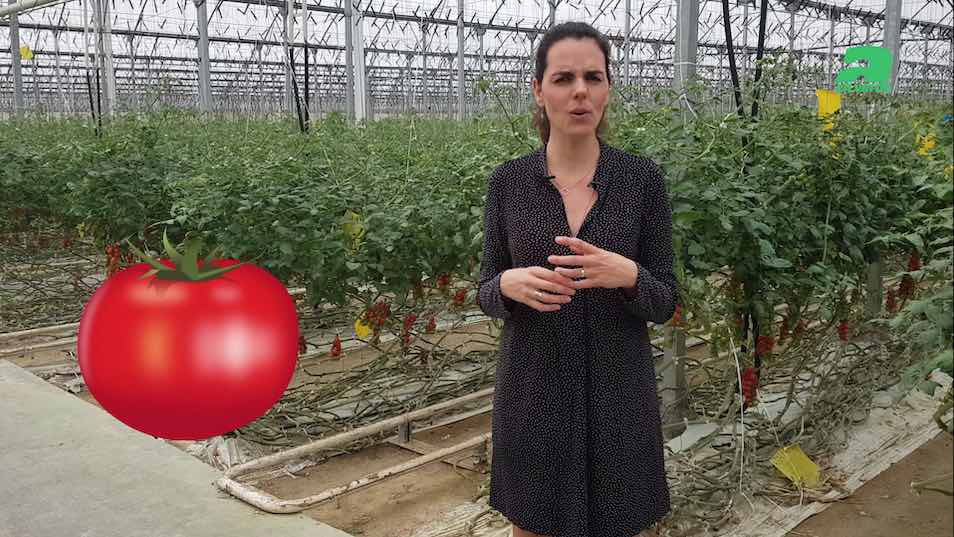 Ana Molina, nutricionista, y las propiedades del tomate
