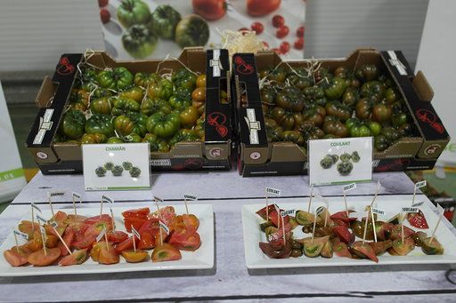 tomates asurcados de Vegacañada