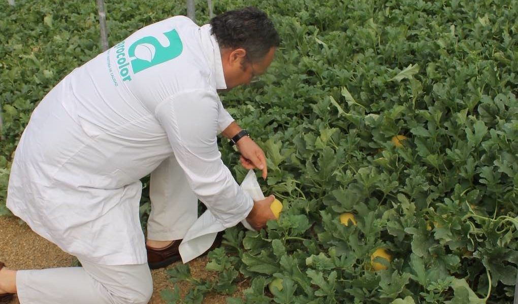 Trabajo de campo de Agrocolor en un invernadero almeriense.