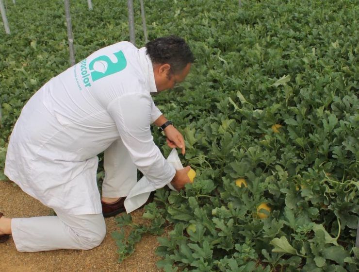 Trabajo de campo de Agrocolor en un invernadero almeriense.