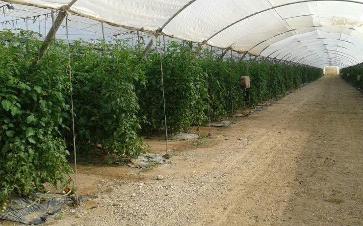Invernadero de tomates.