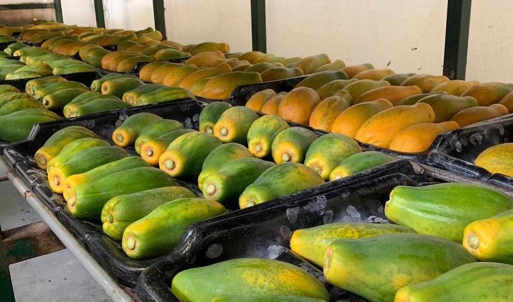 Papaya carismed
