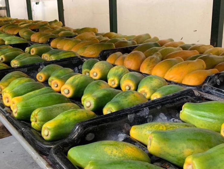 Papaya carismed