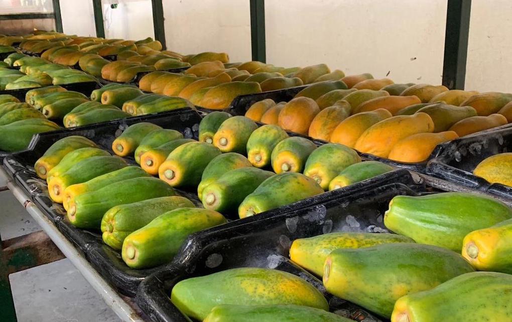 Papaya carismed
