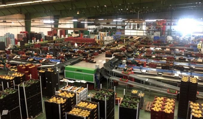 Interior del almacén de manipulado de Camposol.