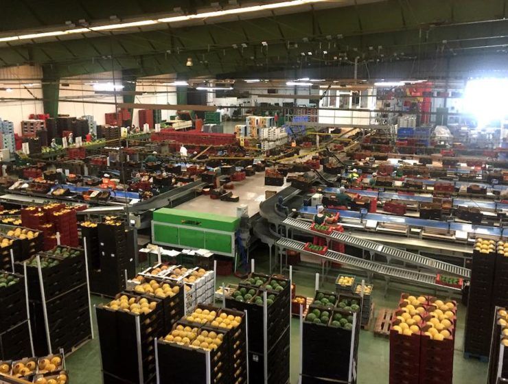 Interior del almacén de manipulado de Camposol.
