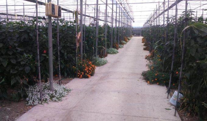 Invernadero de agricultura ecologica.