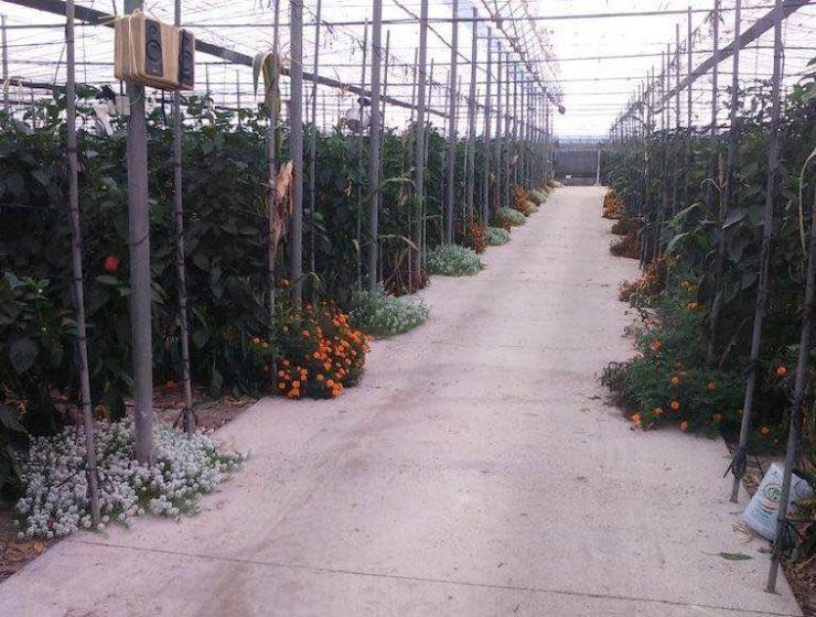 Invernadero de agricultura ecologica.