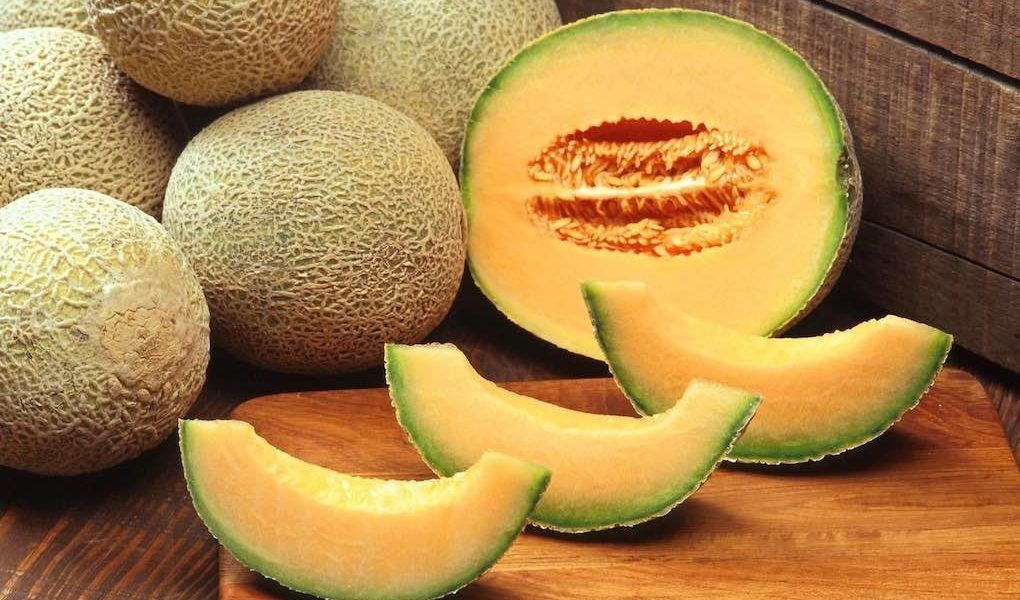 melon galia