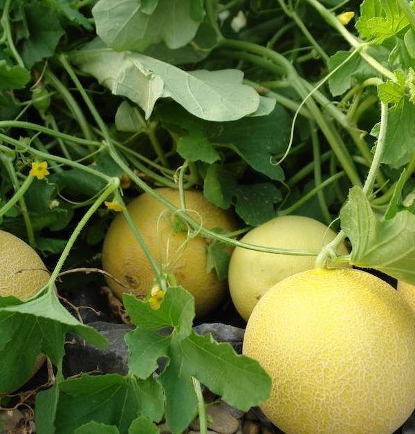 melones amarillos campaña 2018 2019