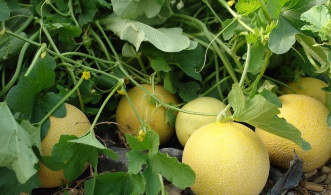 melones amarillos campaña 2018 2019