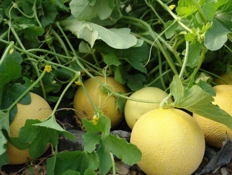 melones amarillos campaña 2018 2019