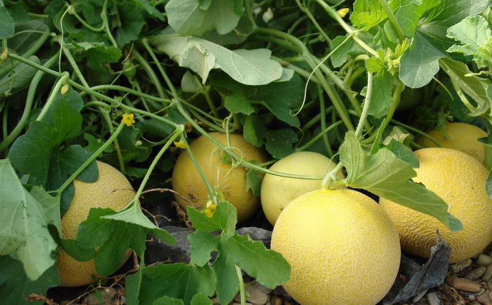 melones amarillos campaña 2018 2019