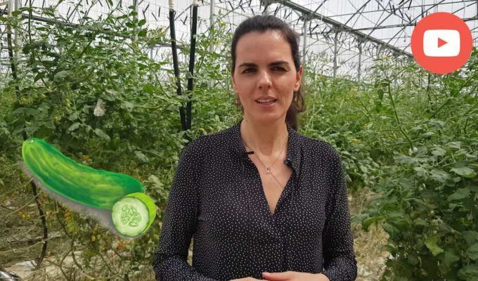 nutriconsejo sobre el pepino