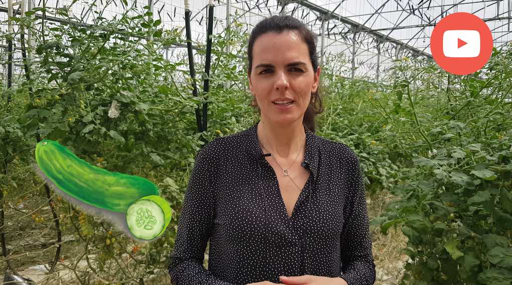 nutriconsejo sobre el pepino