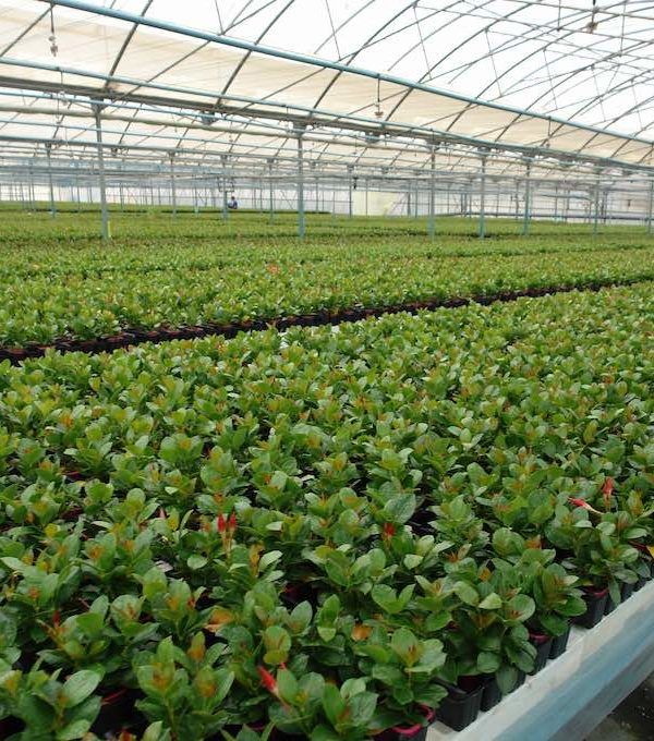 Exportación flor cortada y planta viva