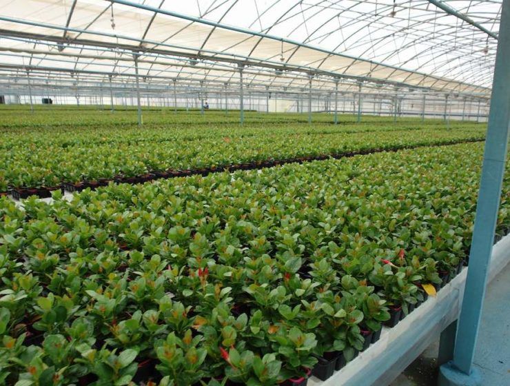 Exportación flor cortada y planta viva