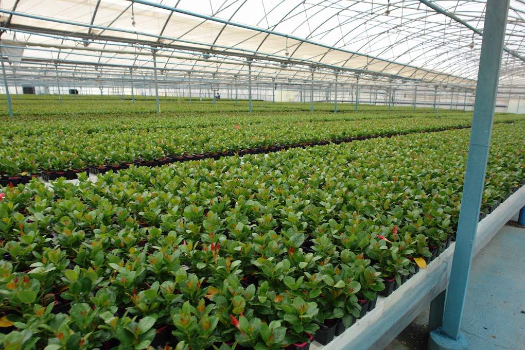 Exportación flor cortada y planta viva