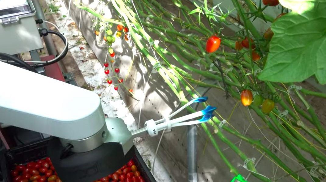 Robot cosechando tomates en un invernadero.