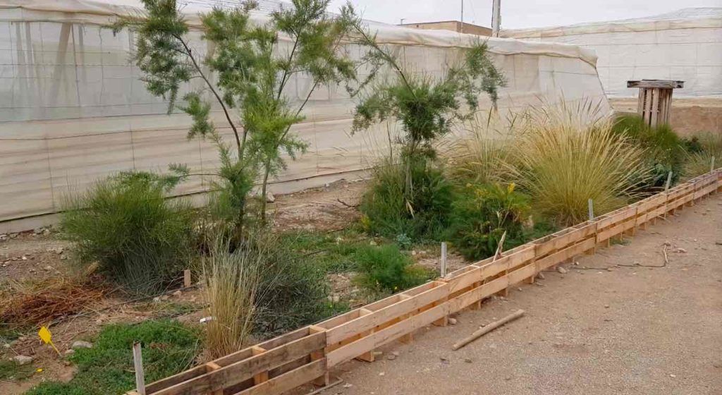 setos vegetales en el invernadero
