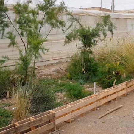 setos vegetales en el invernadero
