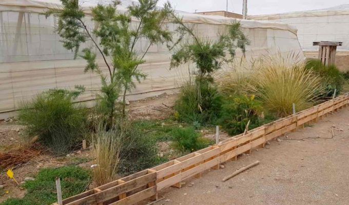 setos vegetales en el invernadero