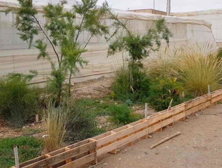 setos vegetales en el invernadero