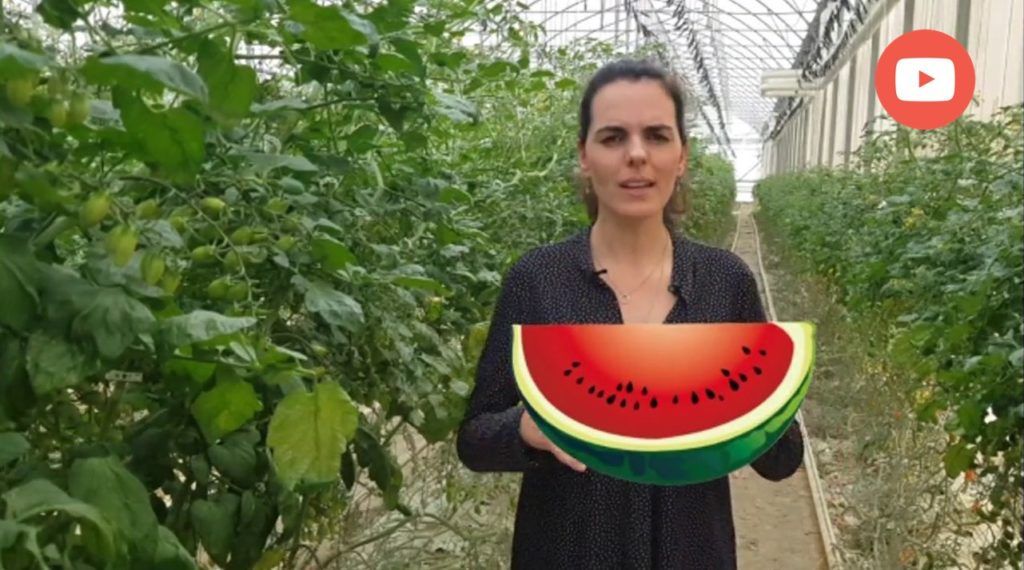 nutriconsejo: la sandía