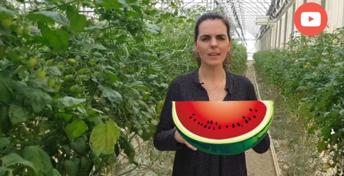 nutriconsejo: la sandía