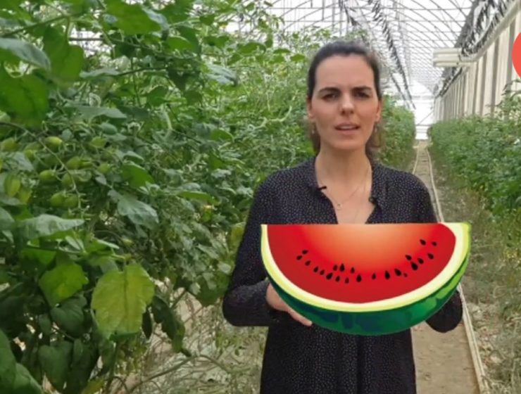 nutriconsejo: la sandía