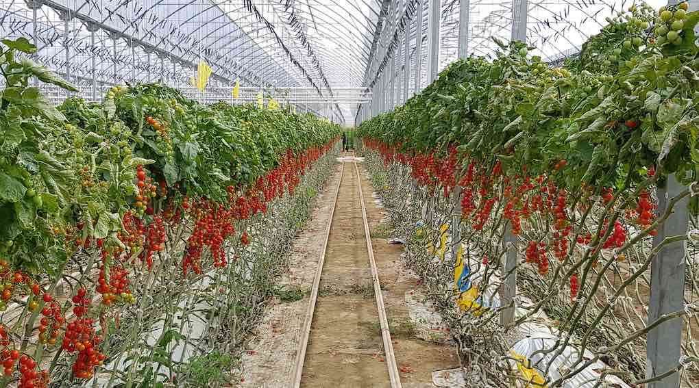 Cultivo ecológico de tomate de Biosabor.