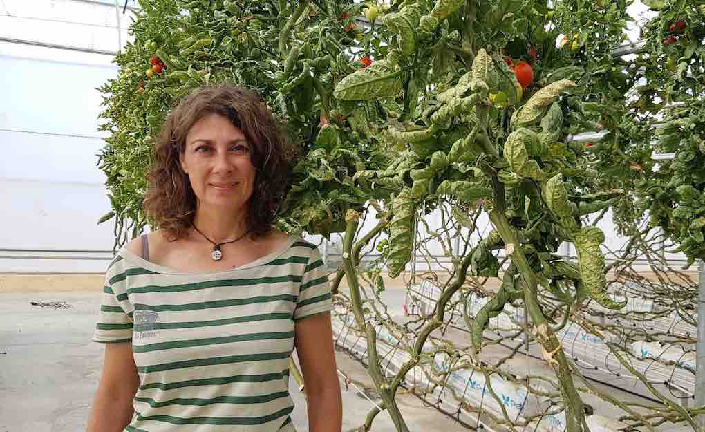 monica gonzalez, responsable de control biologico de Las Palmerillas Cajamar