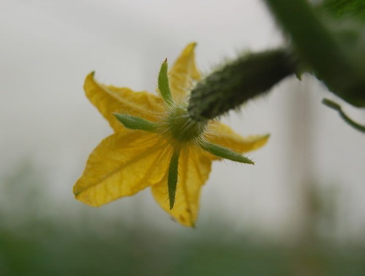 pepino en flor