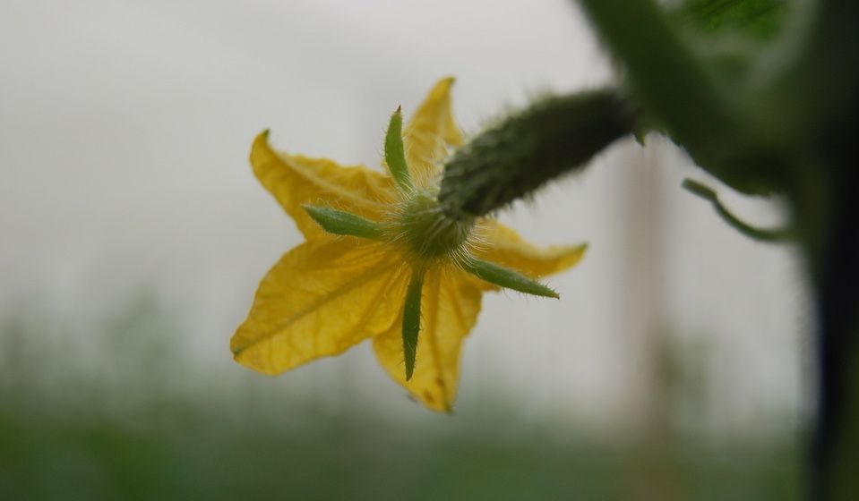 pepino en flor
