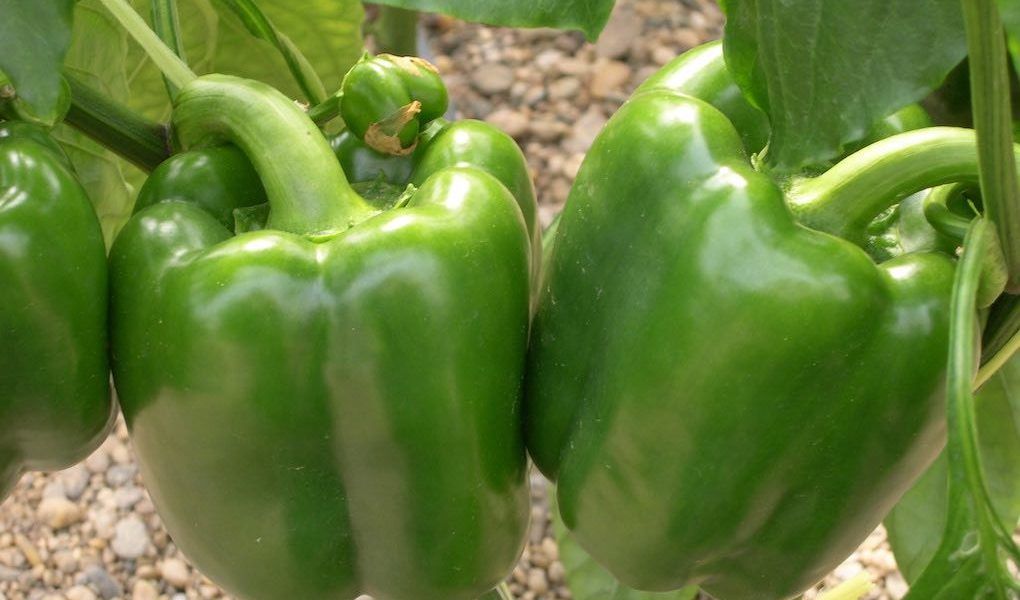 Pimiento en cultivo