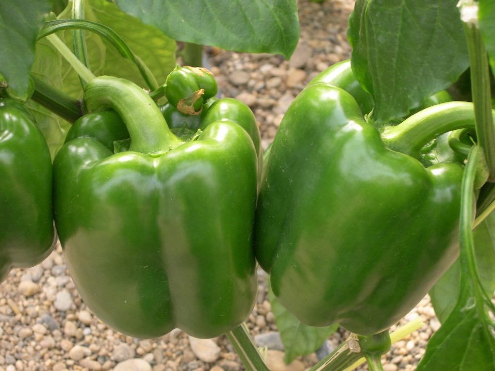 Pimiento en cultivo